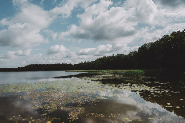 Beside the lake
