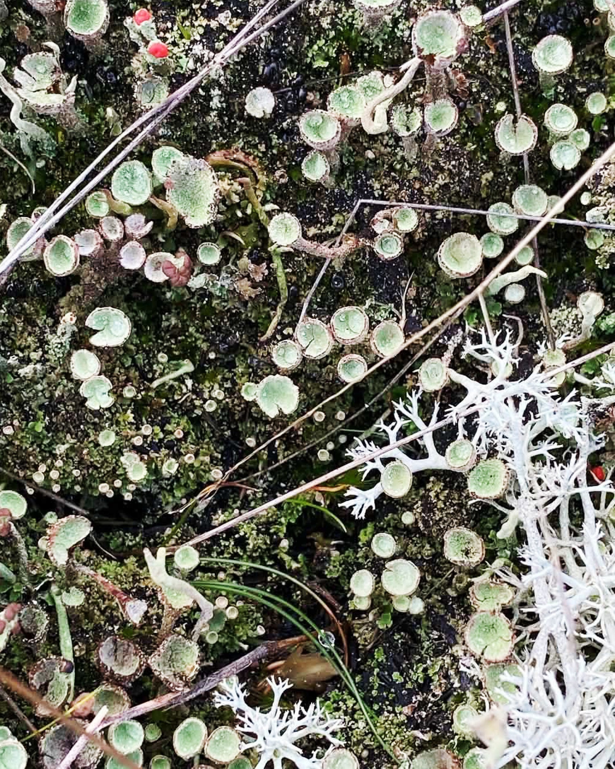 苔や地衣類に見られる多様な色と表情